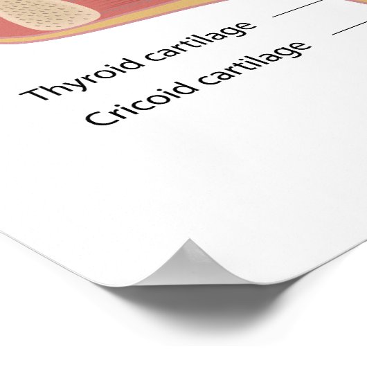 Anatomy of voice box Poster ポスター (角)