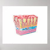 Anatomy Structure And Layers Of The Stomach Wall ポスター (正面)