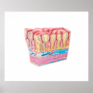 Anatomy Structure And Layers Of The Stomach Wall ポスター