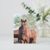 ANBゴッタリルグムption ポストカード (スタンド正面)