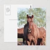 ANBゴッタリルグムption ポストカード (正面/裏面)