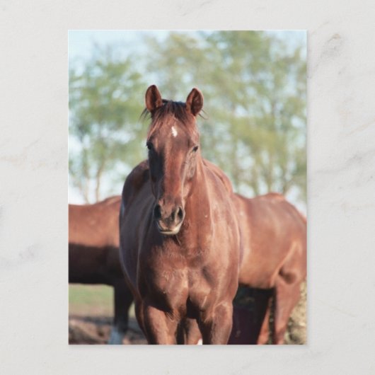 ANBゴッタリルグムption ポストカード (正面)