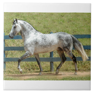 Andalusian種馬の小走りに走ること タイル