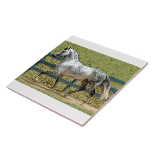 Andalusian種馬の小走りに走ること タイル (側面)