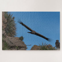 Andes condor in Colca Canyon, Peru