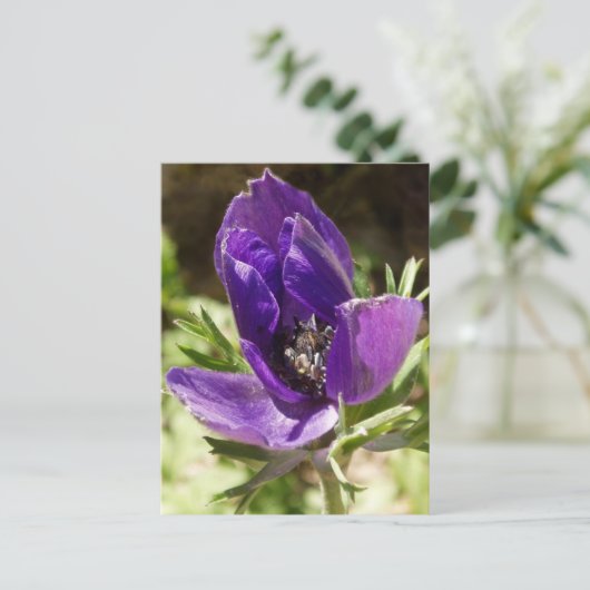 Anemoneはがき ポストカード (スタンド正面)