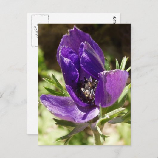 Anemoneはがき ポストカード (正面/裏面)