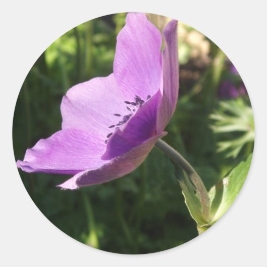 Anemoneステッカー ラウンドシール (正面)