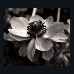 Anemone白黒花の写真ポスター ポスター<br><div class="desc">白黒花の写真。ポスターの写真。グリーティングカード、はがき、郵便等のマッチング…</div>