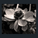 Anemone白黒花の写真ポスター ポスター<br><div class="desc">白黒花の写真。ポスターの写真。グリーティングカード、はがき、郵便等のマッチング…</div>