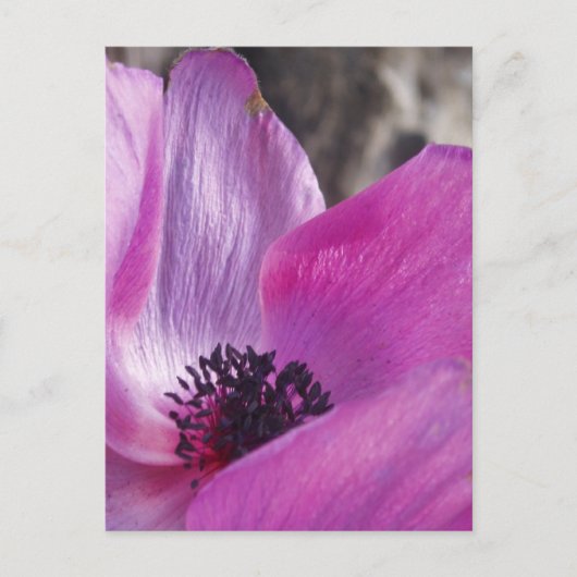 Anemone花びら葉書 ポストカード (正面)