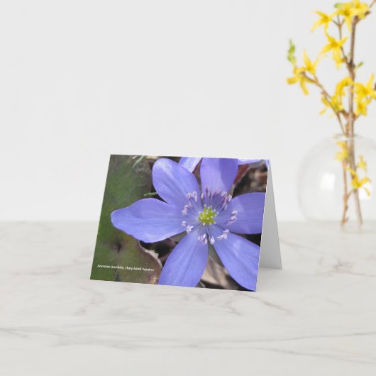 Anemone acutiloba, sharp-lobed hepatica カード (黄色い花)