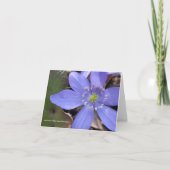 Anemone acutiloba, sharp-lobed hepatica カード (正面)