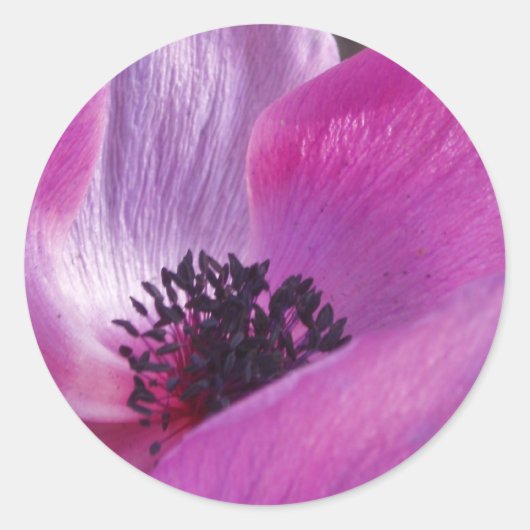 Anemone Close Upスタンプ ラウンドシール (正面)