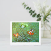 Anemone fish - 02 ポストカード (スタンド正面)