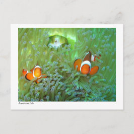 Anemone fish - 02 ポストカード