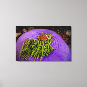 Anemonefishおよび大きいアネモネ キャンバスプリント