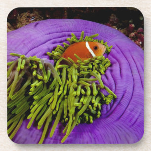 Anemonefishおよび大きいアネモネ コースター