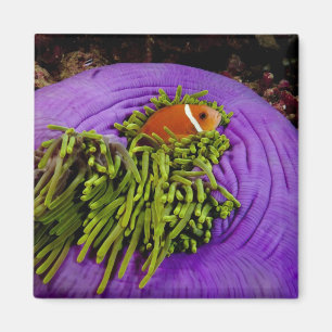 Anemonefishおよび大きいアネモネ マグネット