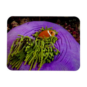 Anemonefishおよび大きいアネモネ マグネット