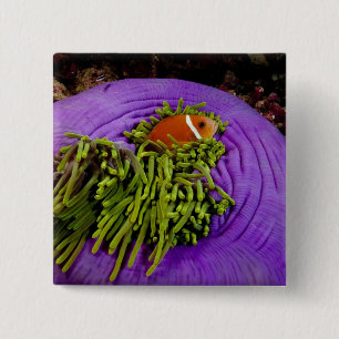 Anemonefishおよび大きいアネモネ 缶バッジ