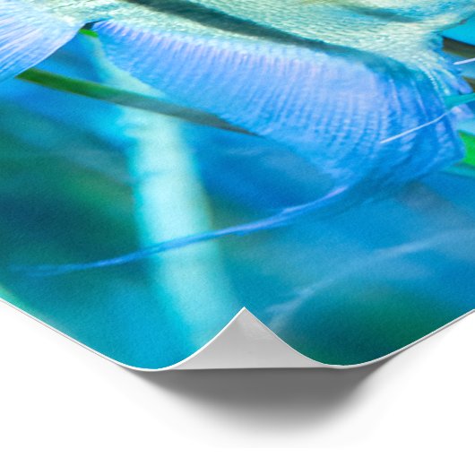 Angelfish ポスター (角)