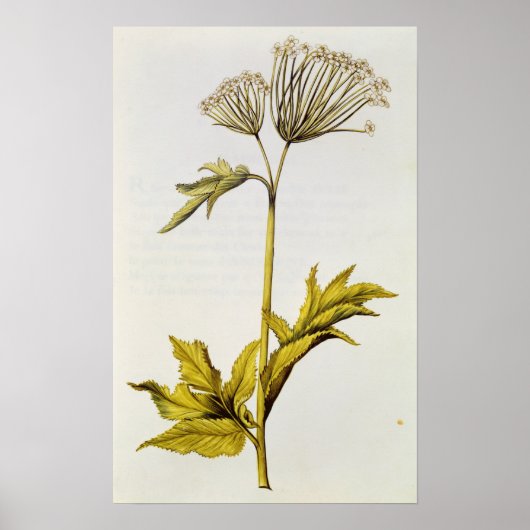 Angelica, from 'La Guirlande de de Julie', c.1642 ポスター (正面)