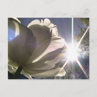 angeliqueのチューリップ ポストカード