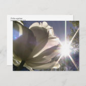 angeliqueのチューリップ ポストカード (正面/裏面)