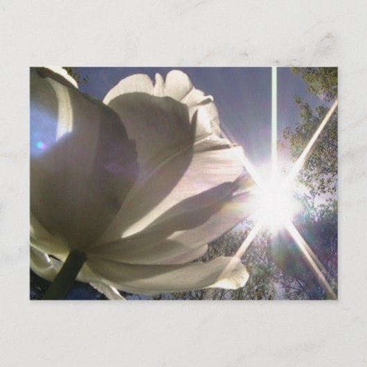 angeliqueのチューリップ ポストカード (正面)