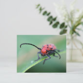 Angry Red Beetle Bug Nature Photography  ポストカード (スタンド正面)