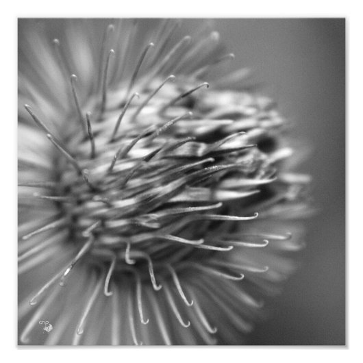 anhänglich - Premium Fotodruck Satin schwarzweiß フォトプリント (正面)