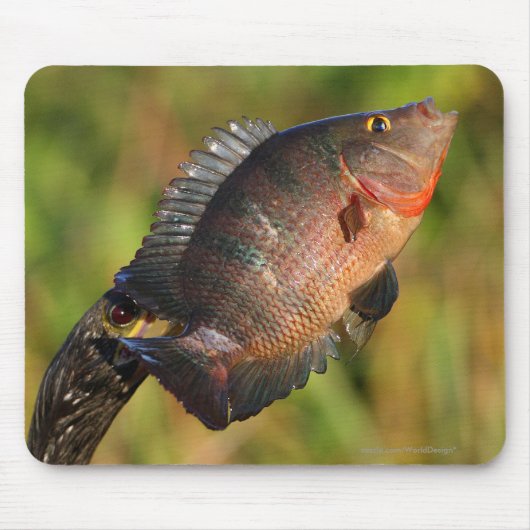 Anhingaおよび魚 マウスパッド (正面)