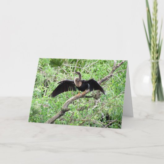 Anhinga (0071)グリーティングカード カード (正面)