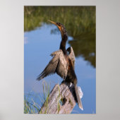 Anhinga at the Pond ポスター (正面)