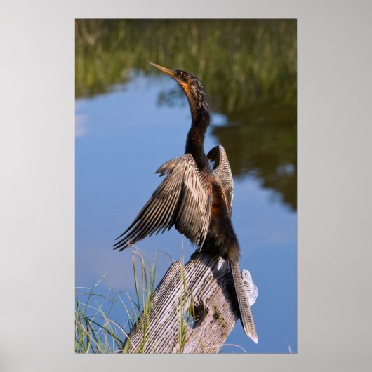 Anhinga at the Pond ポスター (正面)