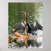 Anhinga Draying Hafers Photo Poster ポスター (正面)