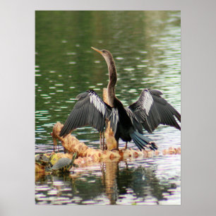 Anhinga Draying Hafers Photo Poster ポスター