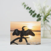 Anhinga Everglades National Park ポストカード (スタンド正面)