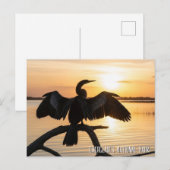 Anhinga Everglades National Park ポストカード (正面/裏面)