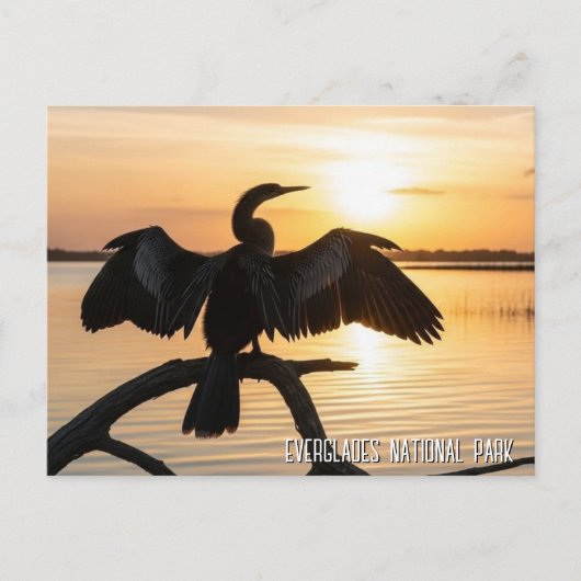 Anhinga Everglades National Park ポストカード (正面)
