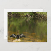 Anhinga in the Everglades – 名刺 ポストカード (正面/裏面)