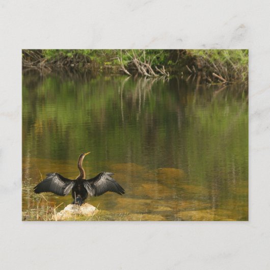 Anhinga in the Everglades – 名刺 ポストカード (正面)