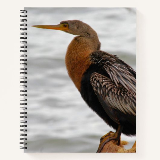 Anhinga On The Lookout ノートブック (正面)