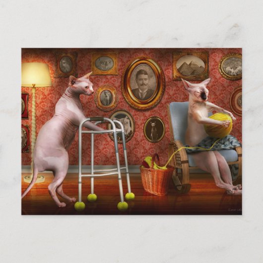 Animal - Cat - Retirement home for cats ポストカード (正面)