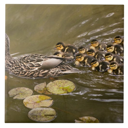 Animal - Ducks - Swim like a duck タイル (正面)