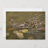 Animal - Ducks - Swim like a duck 招待状 (正面)