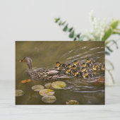 Animal - Ducks - Swim like a duck 招待状 (スタンド正面)
