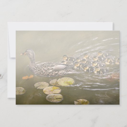 Animal - Ducks - Swim like a duck 案内状 (正面)