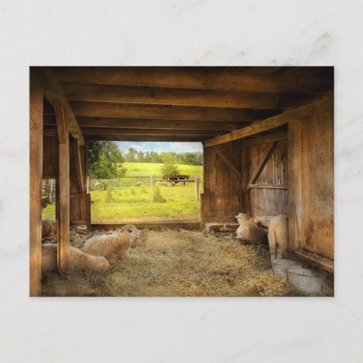 Animal - Sheep - Counting sheep ポストカード (正面)